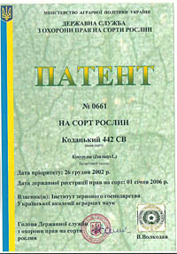 Кодацкий 442 СВ - семена кукурузы