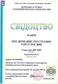 Соколов 407 МВ - семена кукурузы
