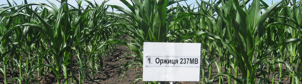 Оржиця 237 МВ - семена кукурузы